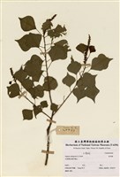 藏品(烏臼)的圖片